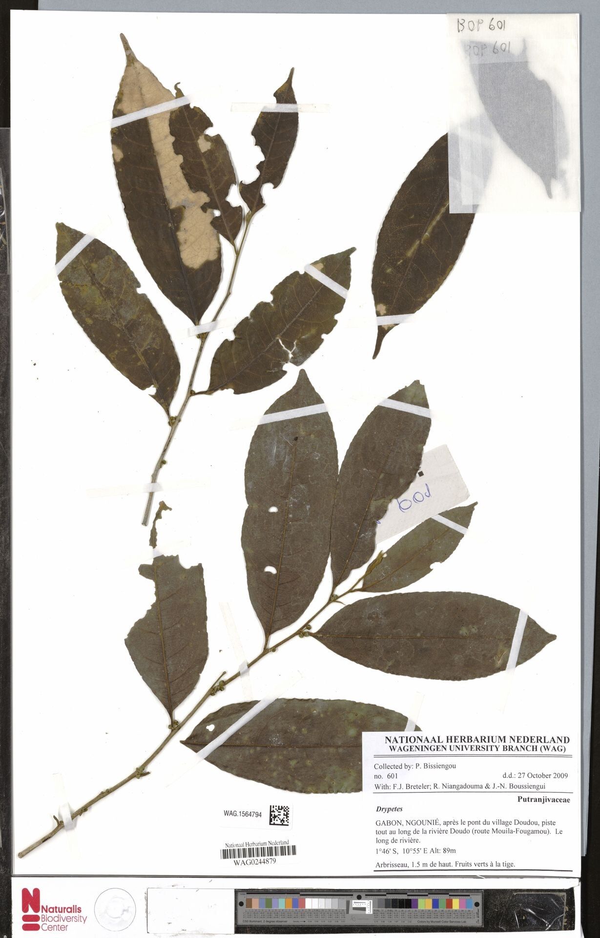 Drypetes fallax other