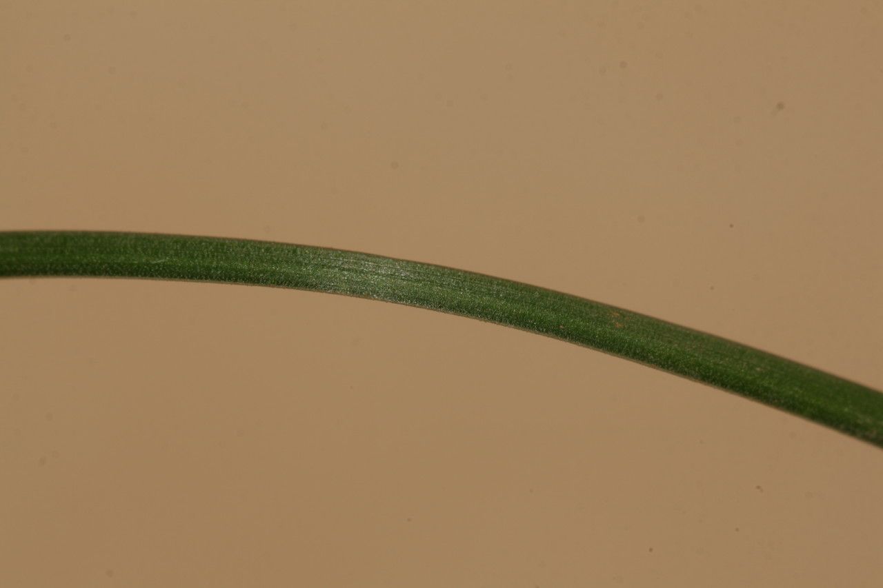 Prospero pulchellum leaf