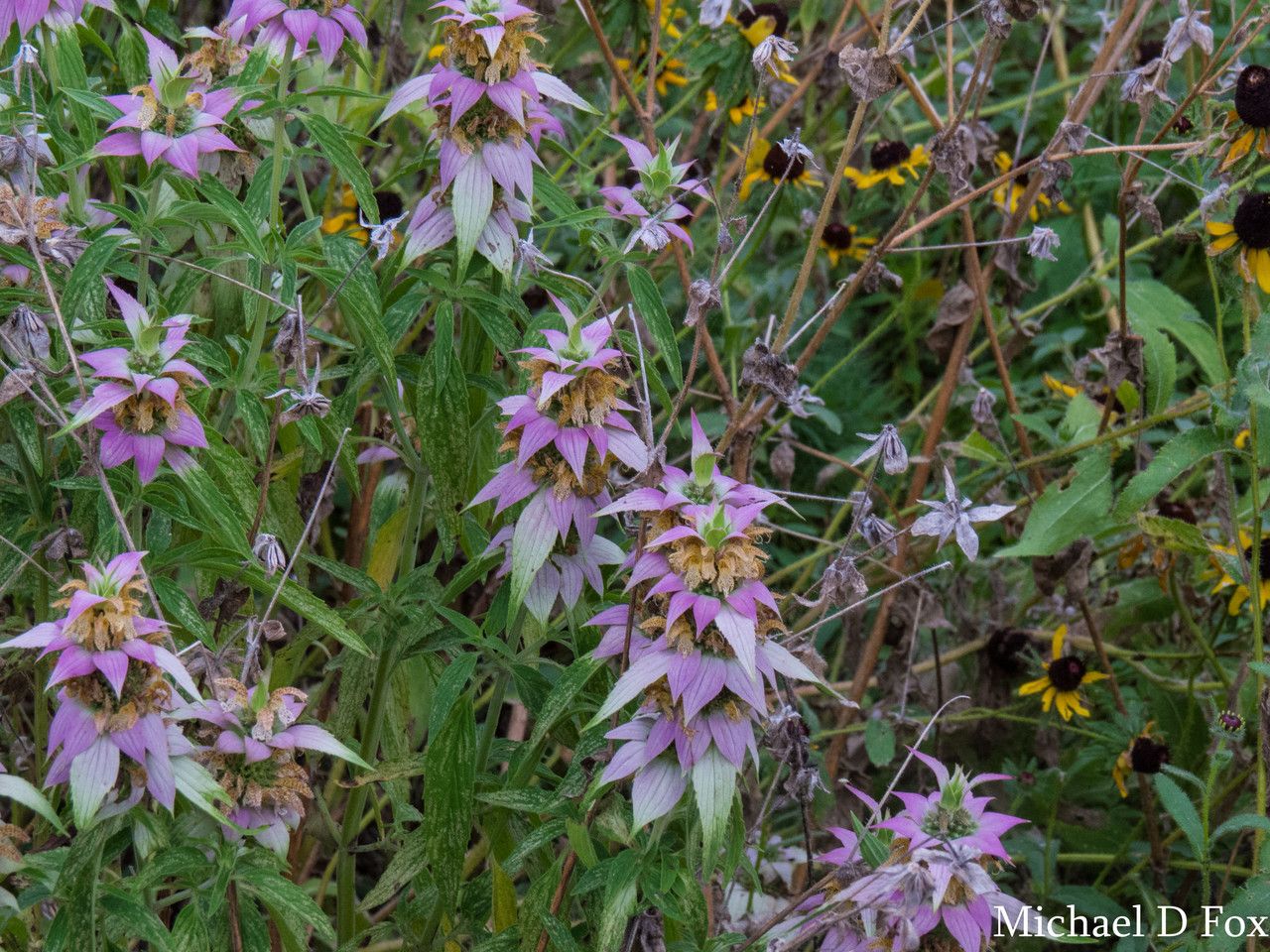 Monarda citriodora habit