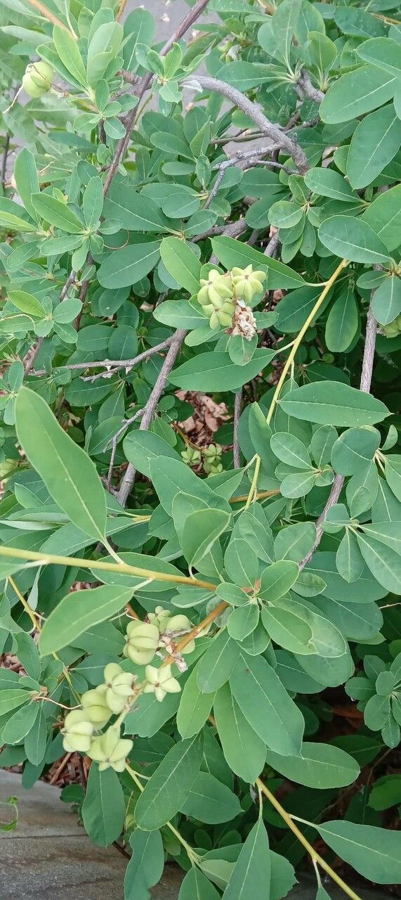 Exochorda × macrantha fruit