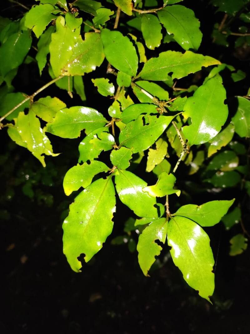 Randia brenesii — related species from the same genus