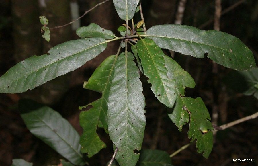 Atractocarpus aragoensis — related species from the same genus