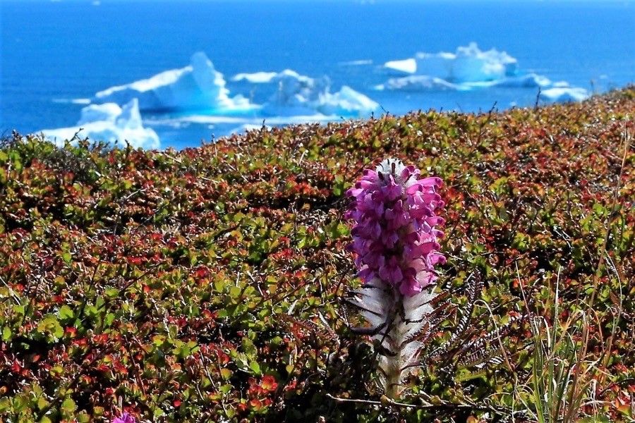 Pedicularis lanata flower