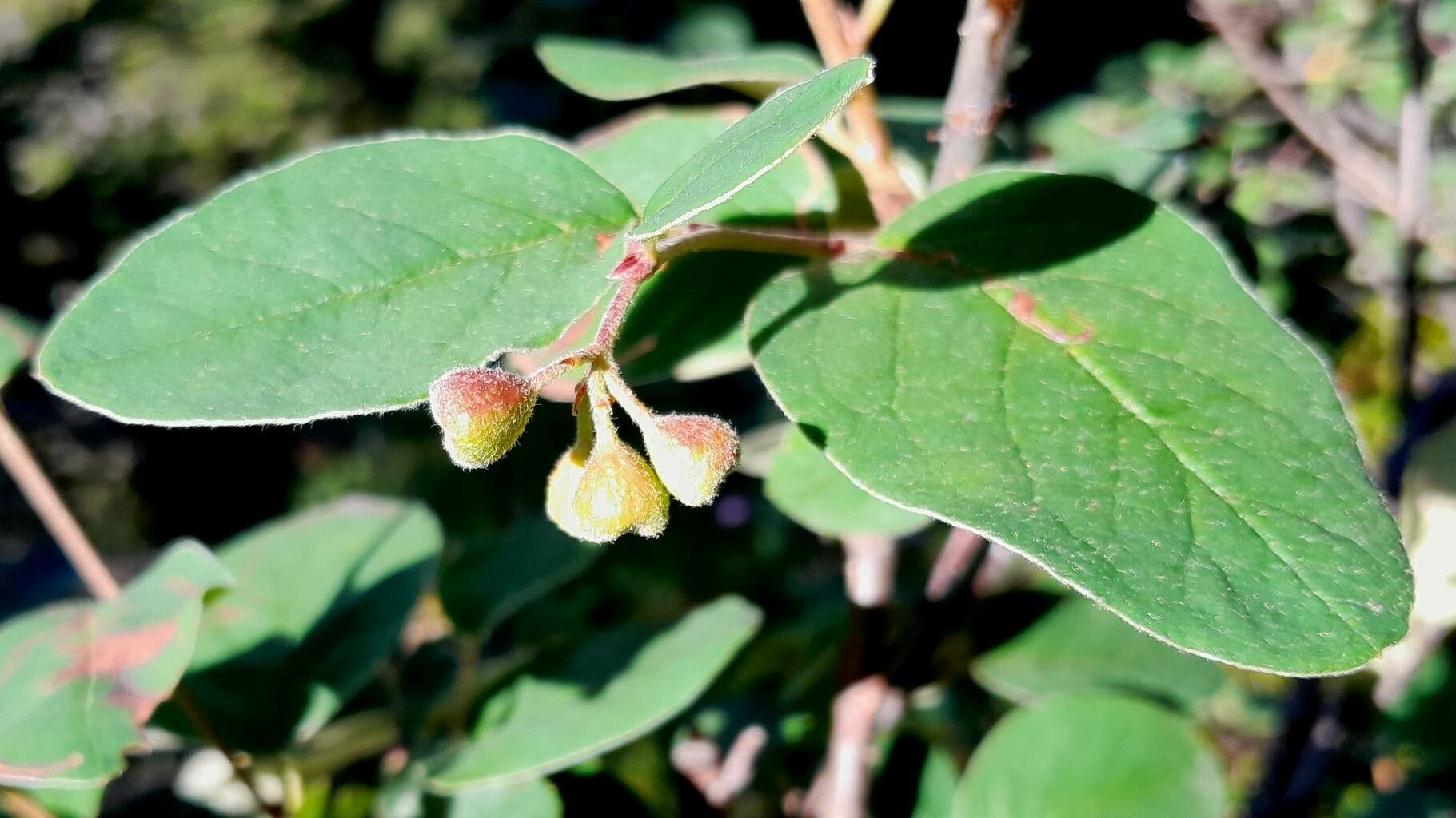 Cotoneaster tomentosus fruit