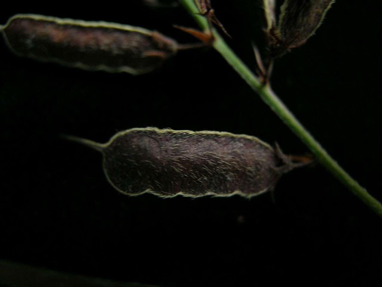 Hylodesmum laxum — related species from the same genus