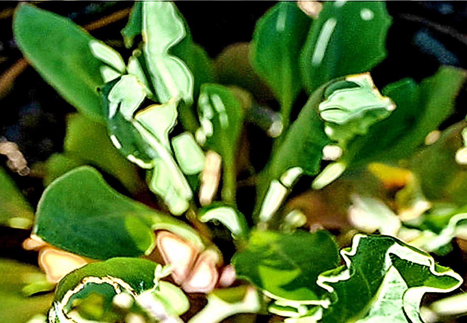 Streptanthus crassicaulis — houseplant care guide