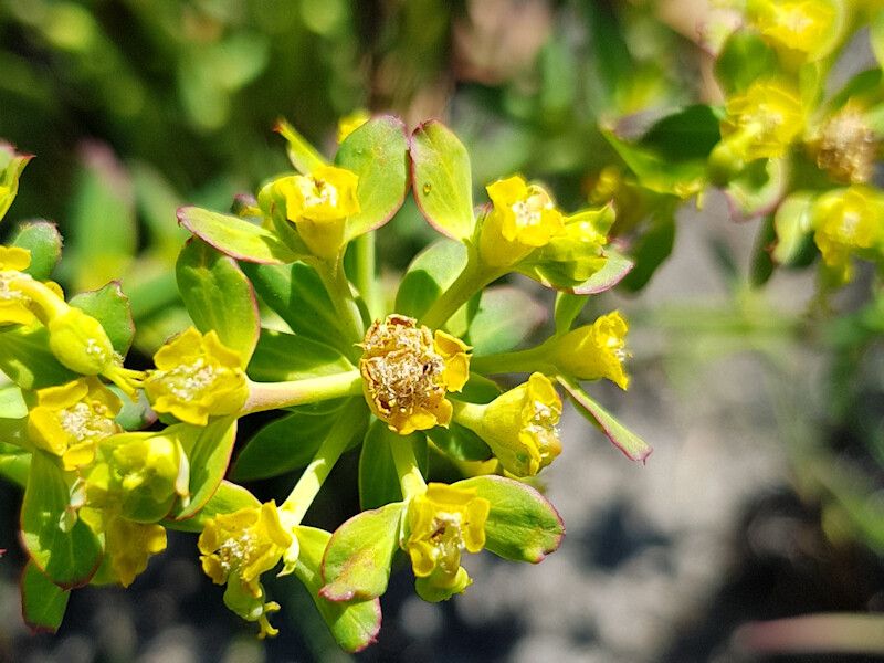 Euphorbia cyparissioides flower