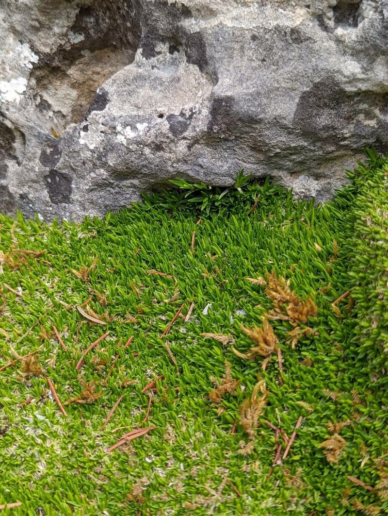 Minuartia stellata — houseplant care guide