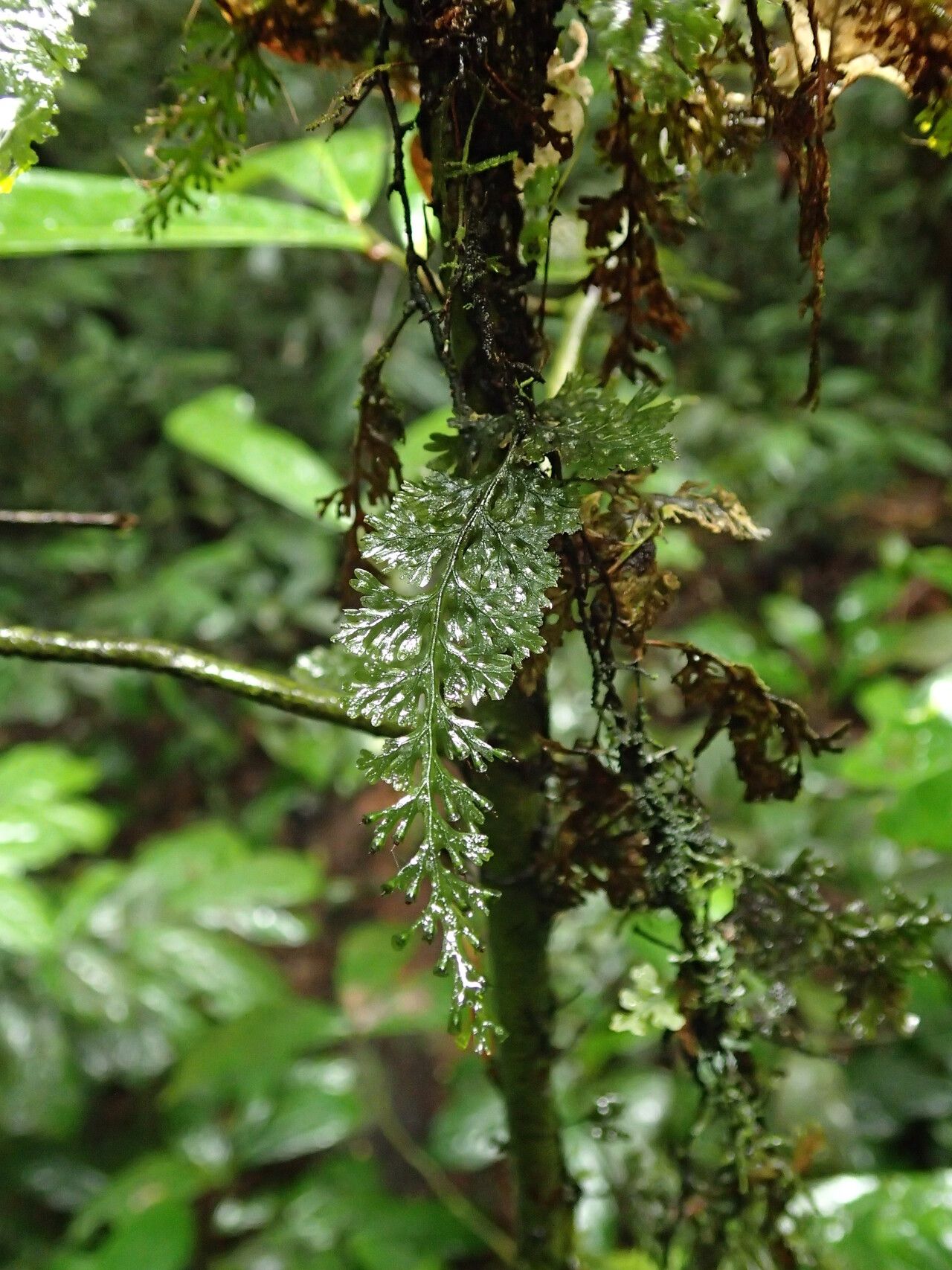 Trichomanes africanum habit