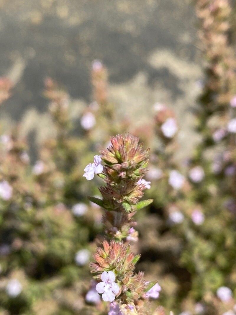 Micromeria herpyllomorpha leaf
