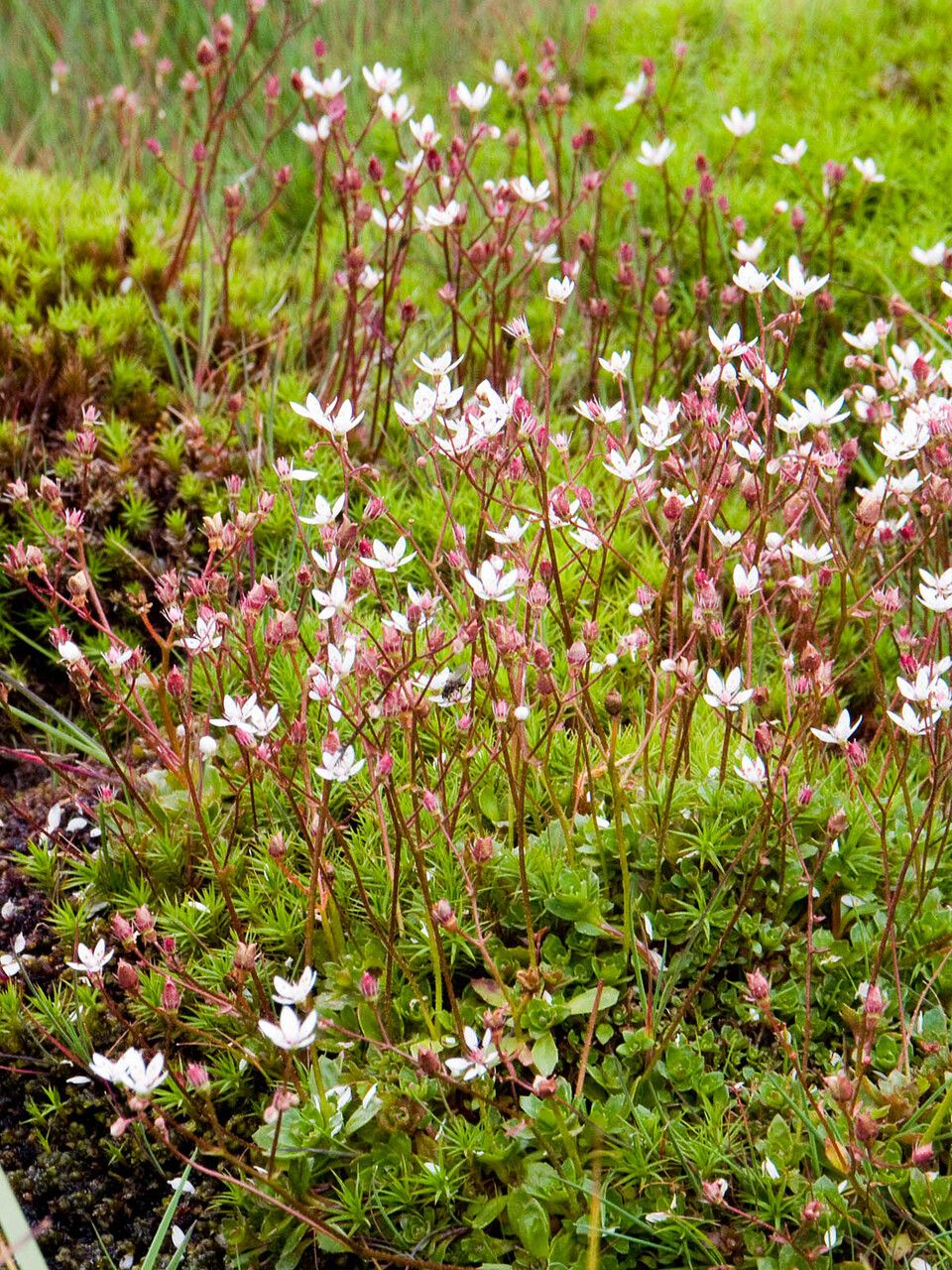 Saxifraga stellaris flower