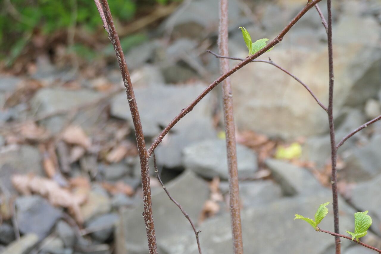 Stachyurus retusus bark