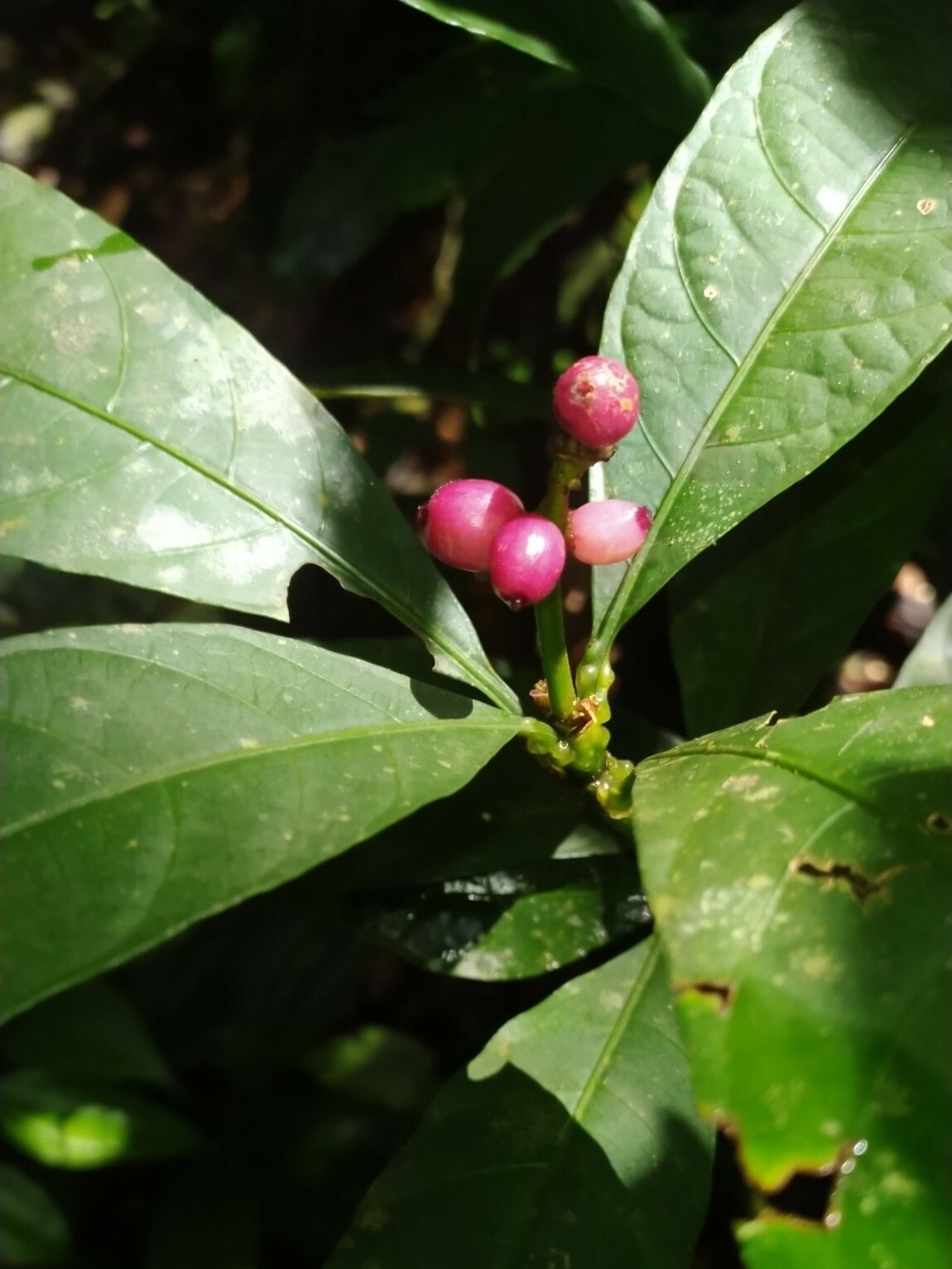 Carapichea adinantha fruit