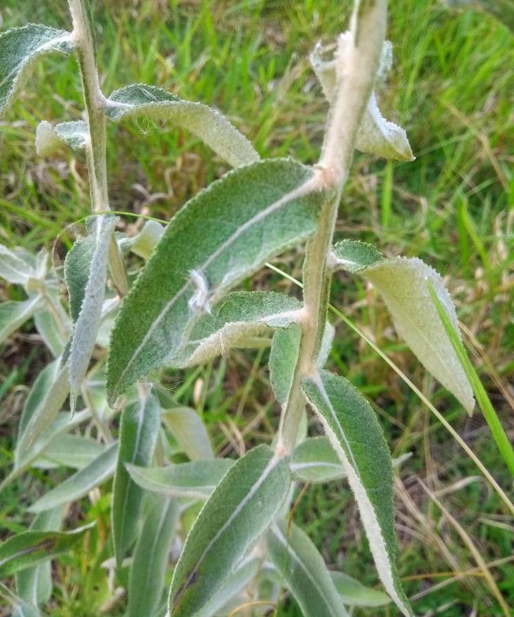 Pterocaulon alopecuroides — related species from the same genus