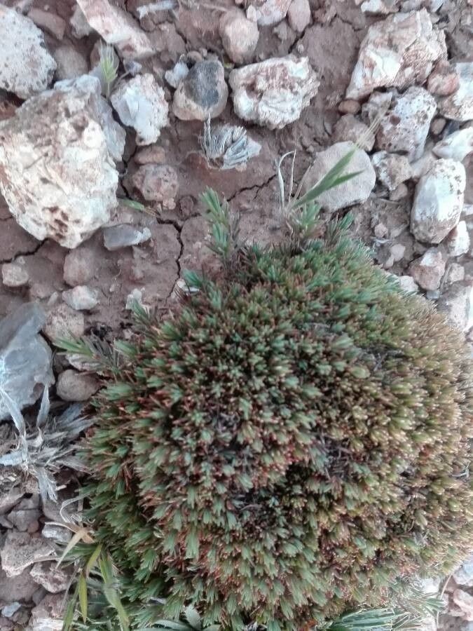 Polycnemum fontanesii leaf