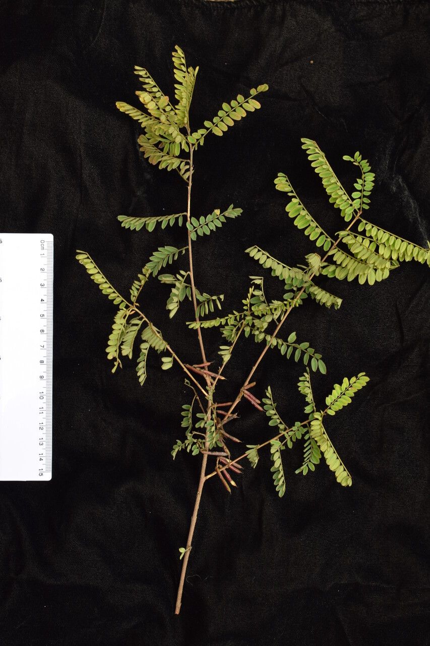 Indigofera cylindracea other