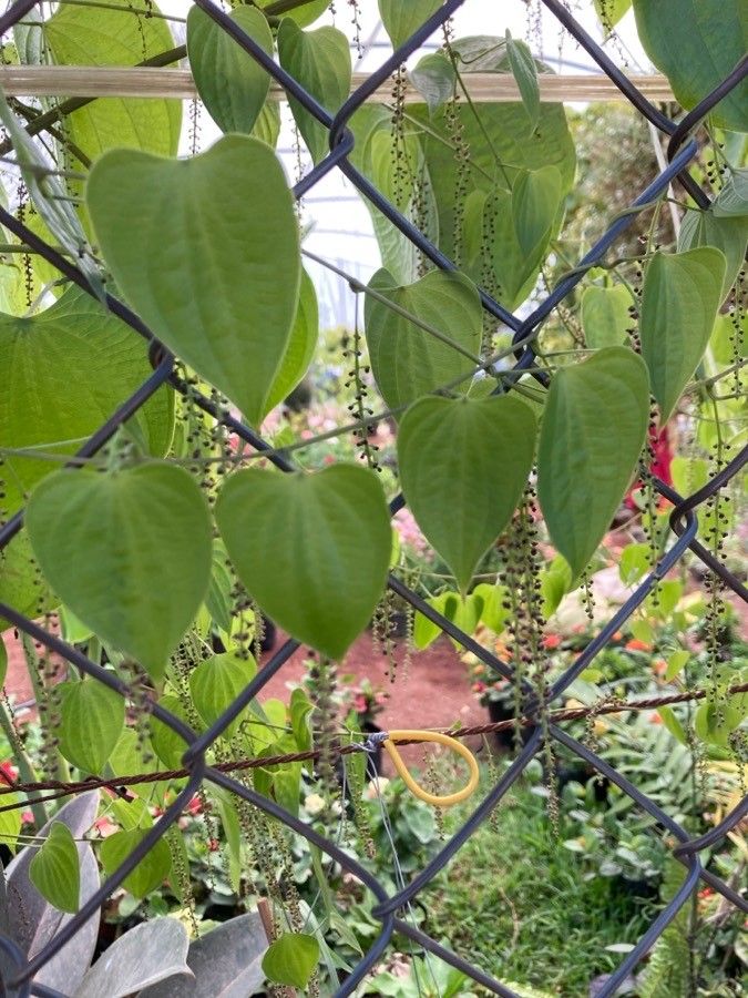 Dioscorea mexicana leaf