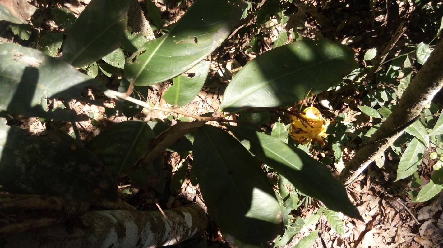 Ouratea racemiformis — houseplant care guide