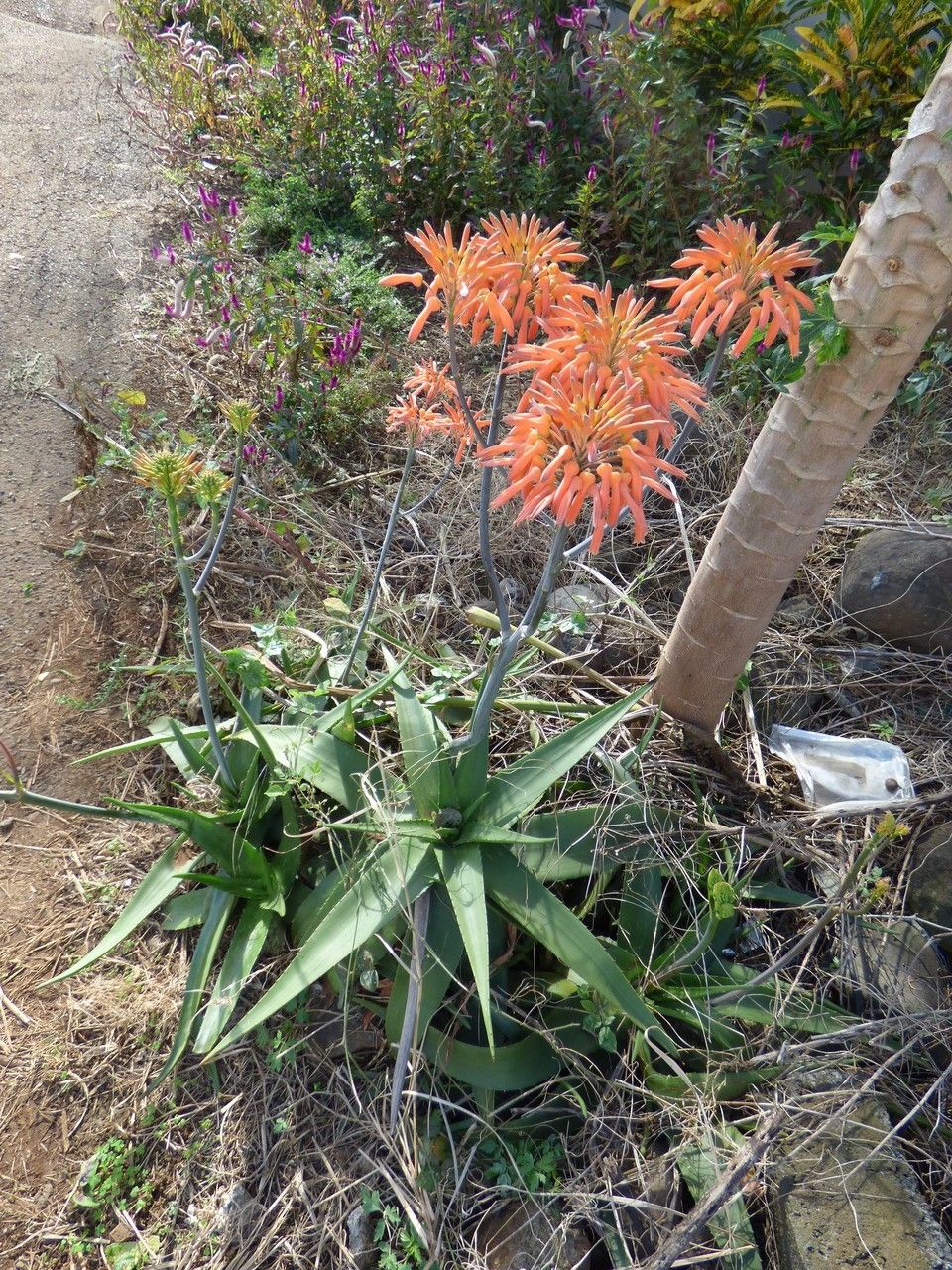 Aloe purpurea habit