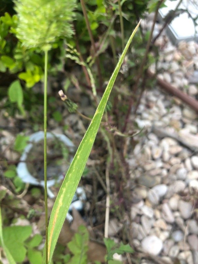 Polypogon monspeliensis — flood tolerant houseplant