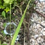 Polypogon monspeliensis