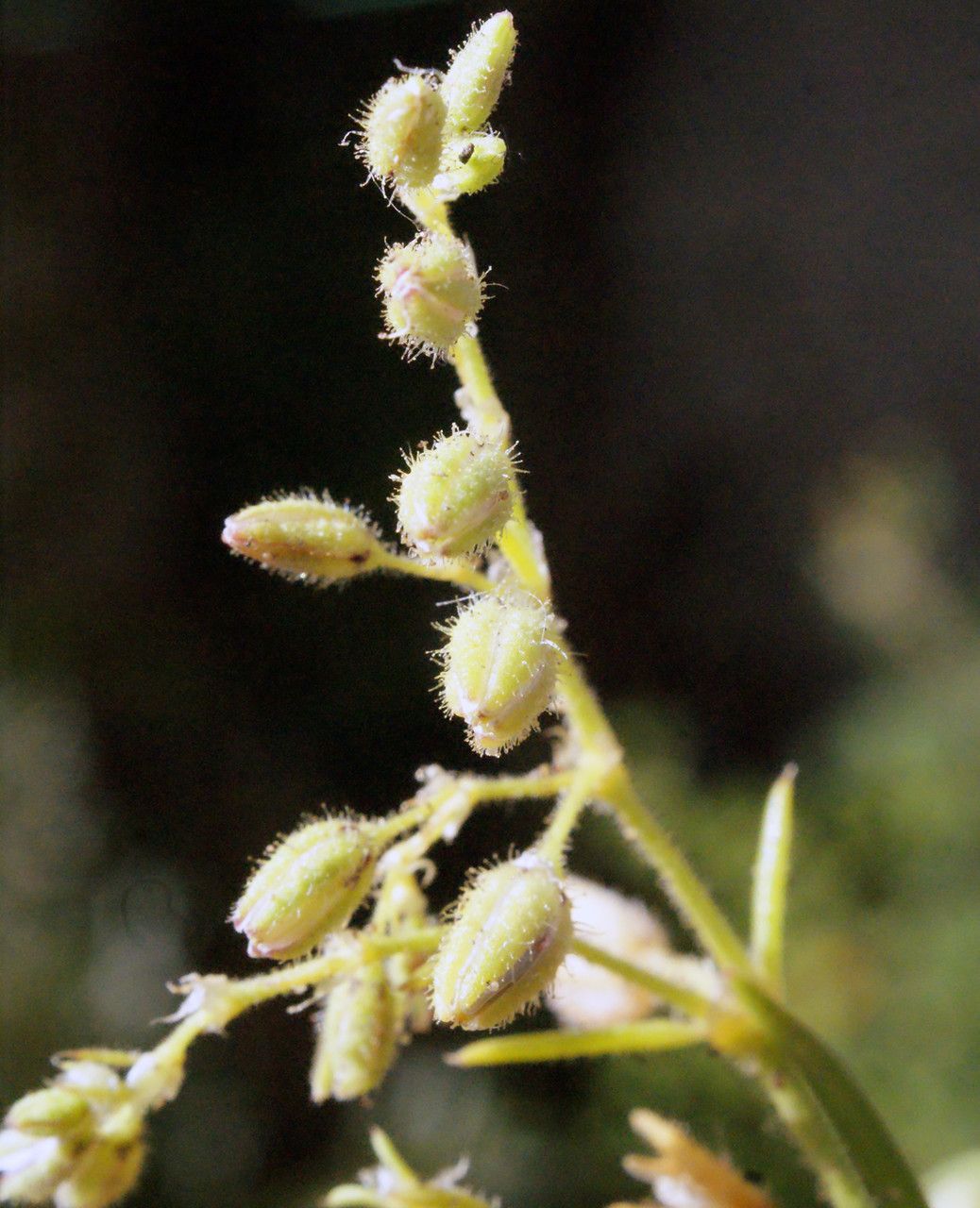 Spergula bocconii fruit
