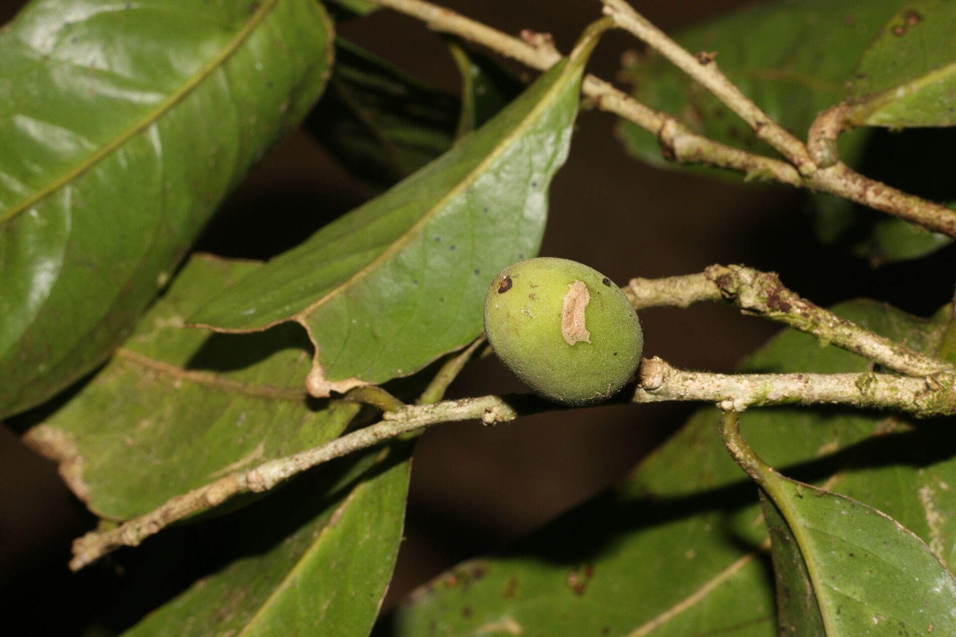 Drypetes brownii fruit