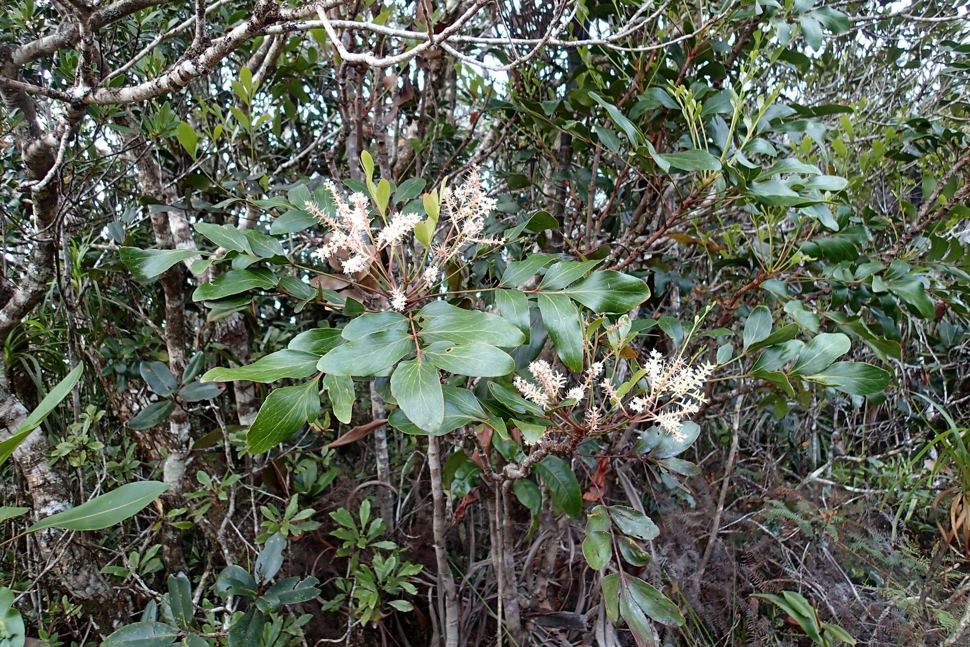 Beauprea montana habit