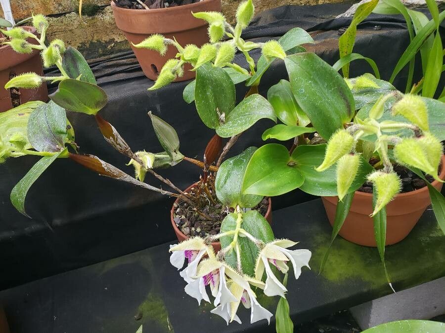 Dendrobium eximium habit