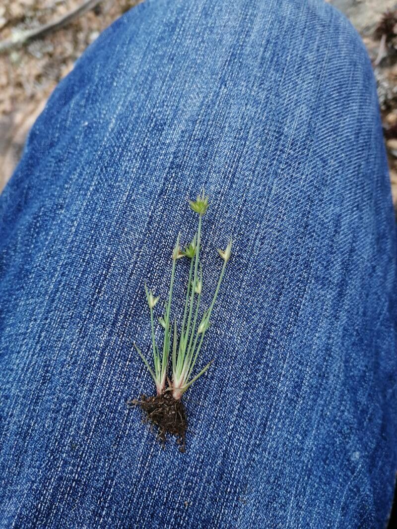 Juncus capitatus flower