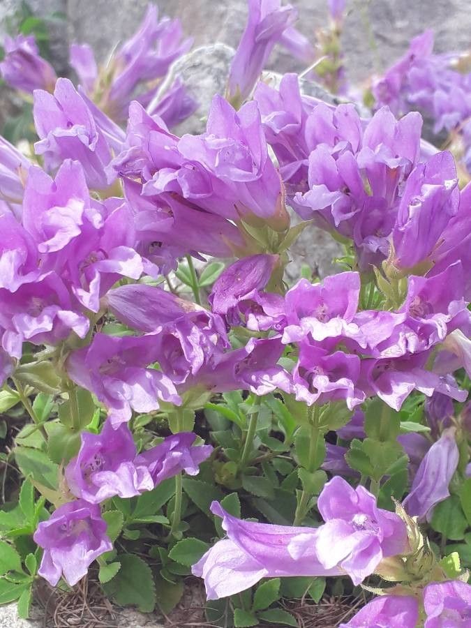 Penstemon fruticosus other