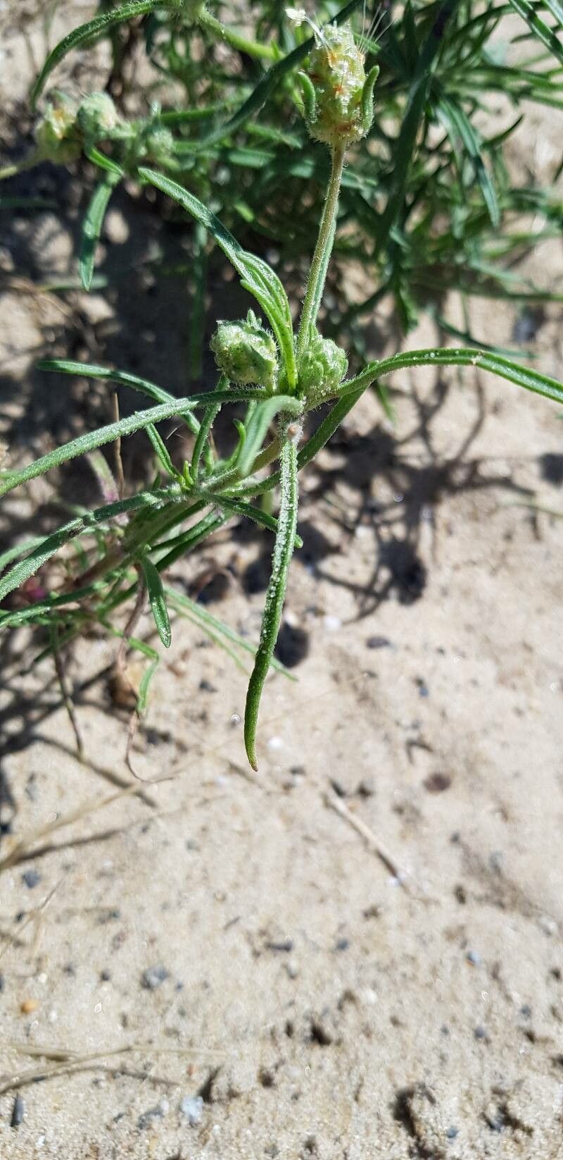 Plantago arenaria — search result for 'Plantago'