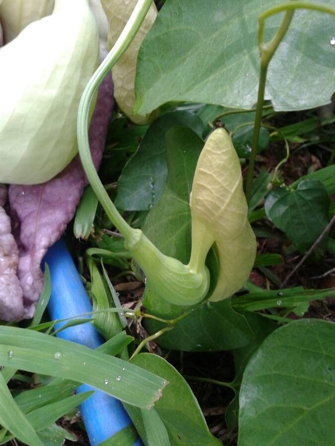 Aristolochia littoralis flower