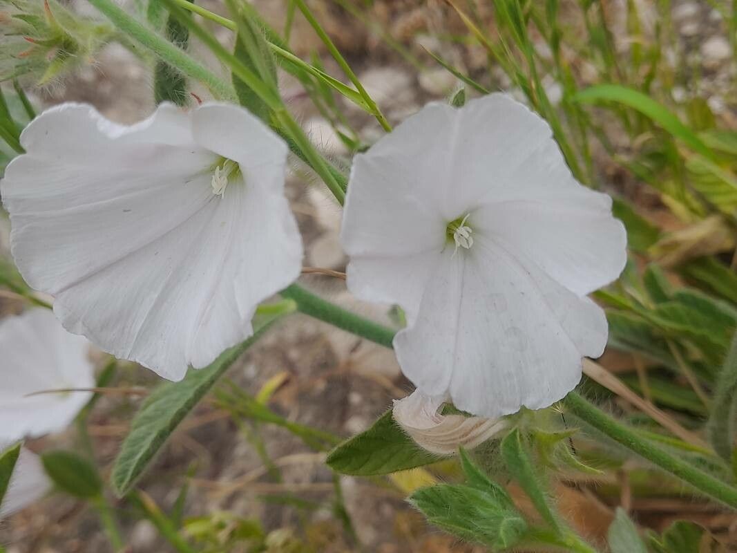 Convolvulus cephalopodus flower