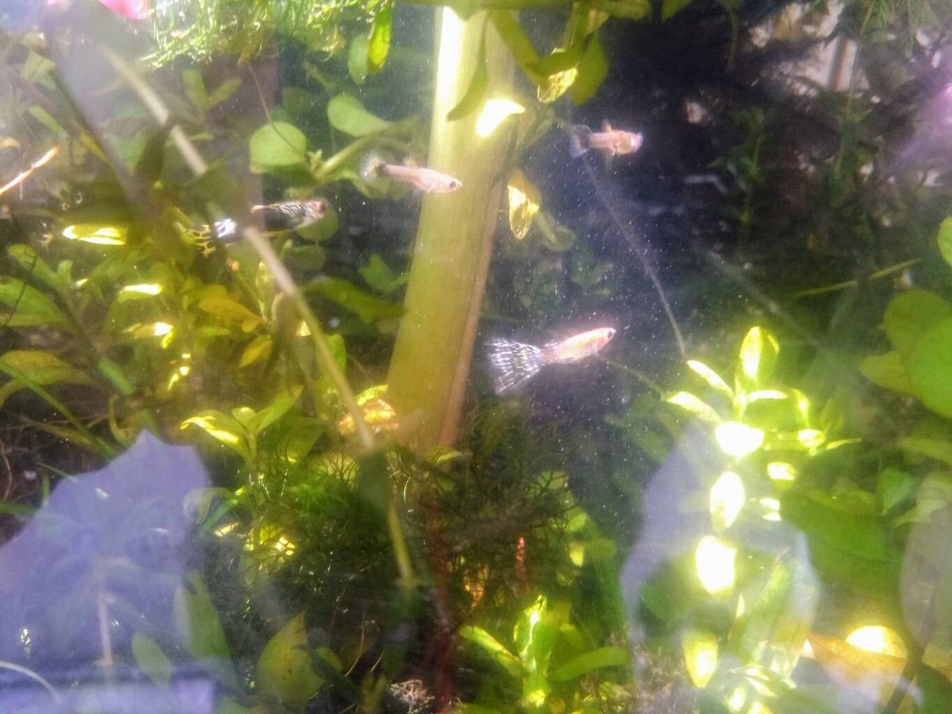 Ceratopteris pteridoides leaf