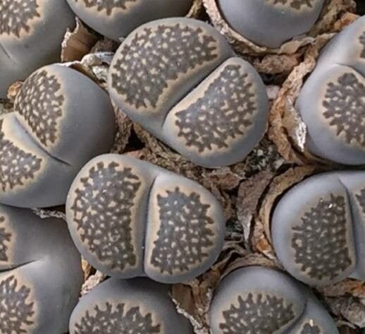 Lithops naureeniae — search result for 'Lithops'