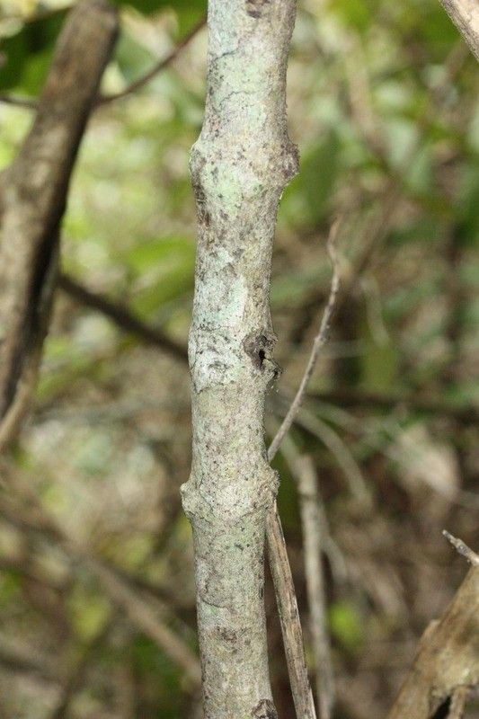 Pleurostylia pachyphloea bark