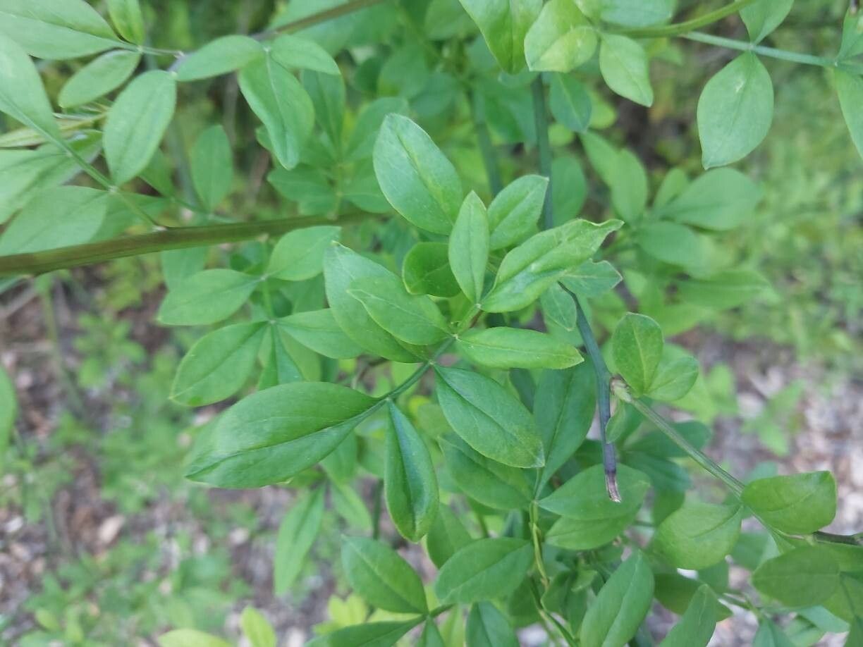 Jasminum waitzianum leaf