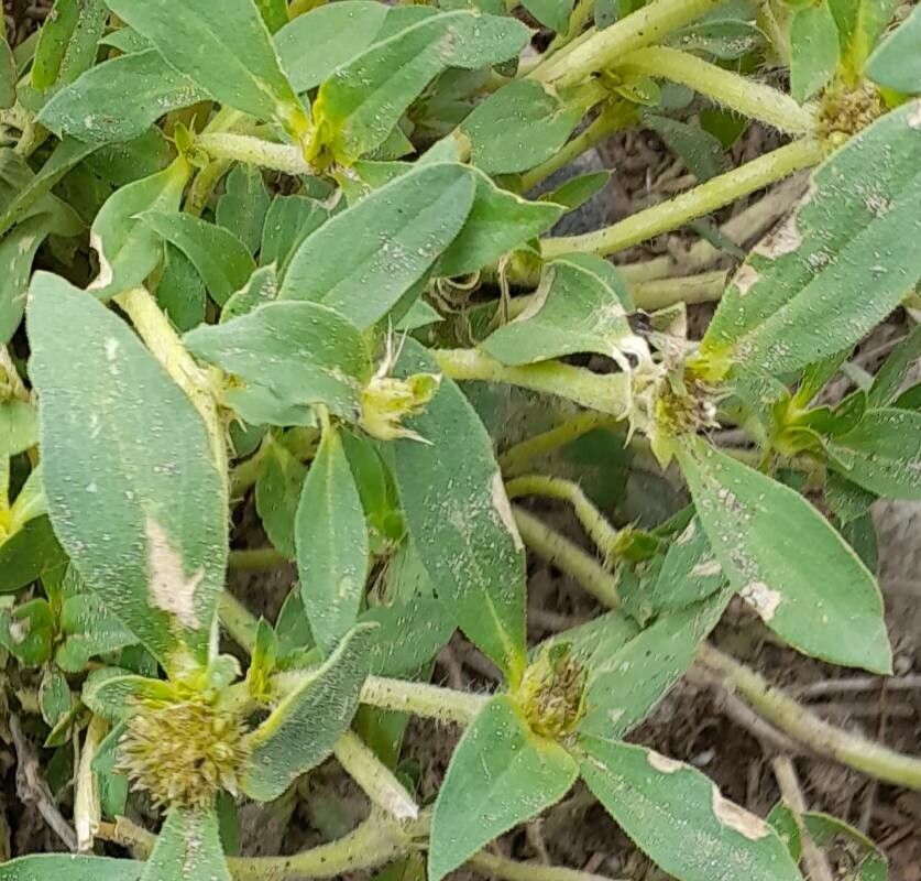 Mitracarpus megapotamicus — related species from the same genus