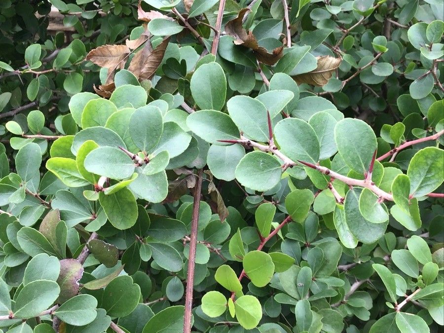 Gymnosporia cryptopetala leaf