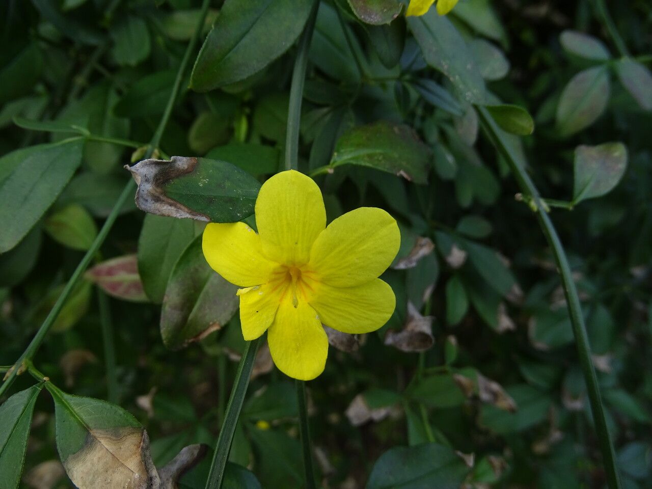 Jasminum mesnyi flower