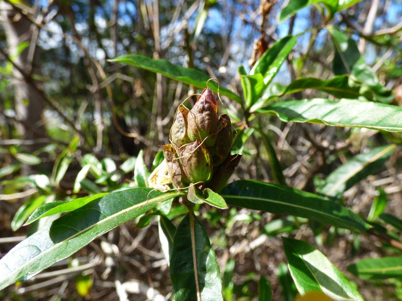 Barleria lupulina fruit