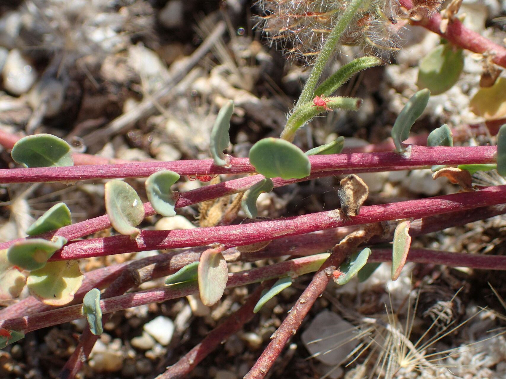 Corrigiola telephiifolia bark