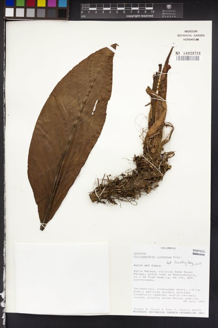 Philodendron cuneatum — houseplant care guide