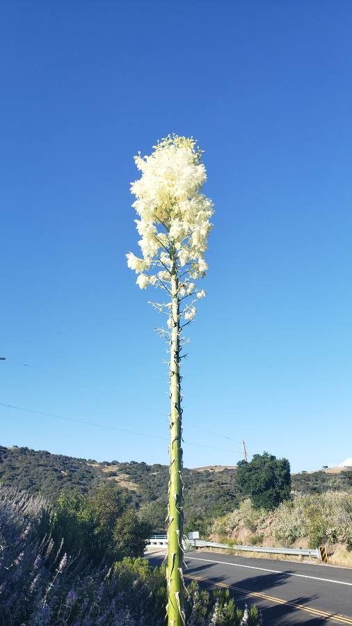 Yucca elata flower