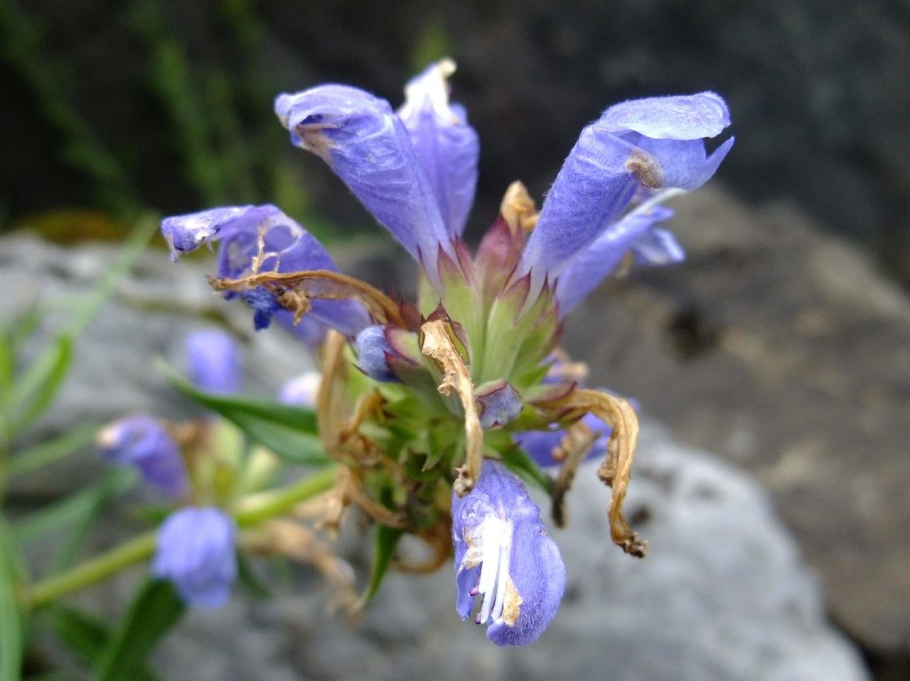 Dracocephalum tanguticum — search result for 'Dracocephalum'