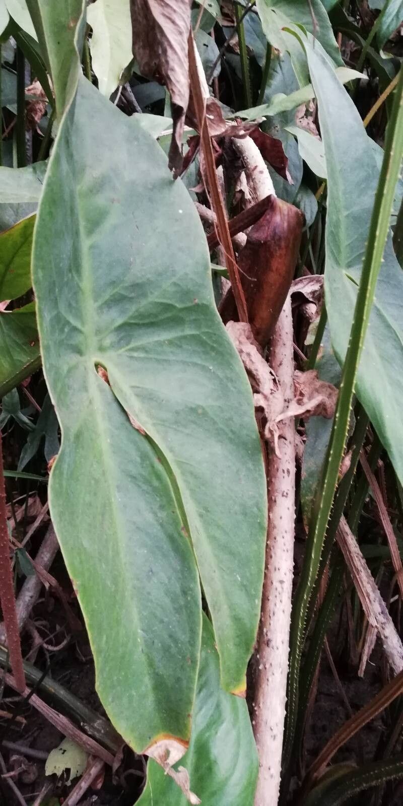 Lasimorpha senegalensis — houseplant care guide