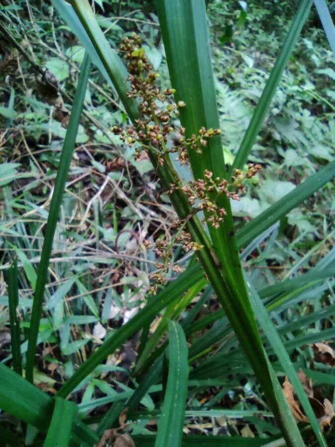 Scleria latifolia flower