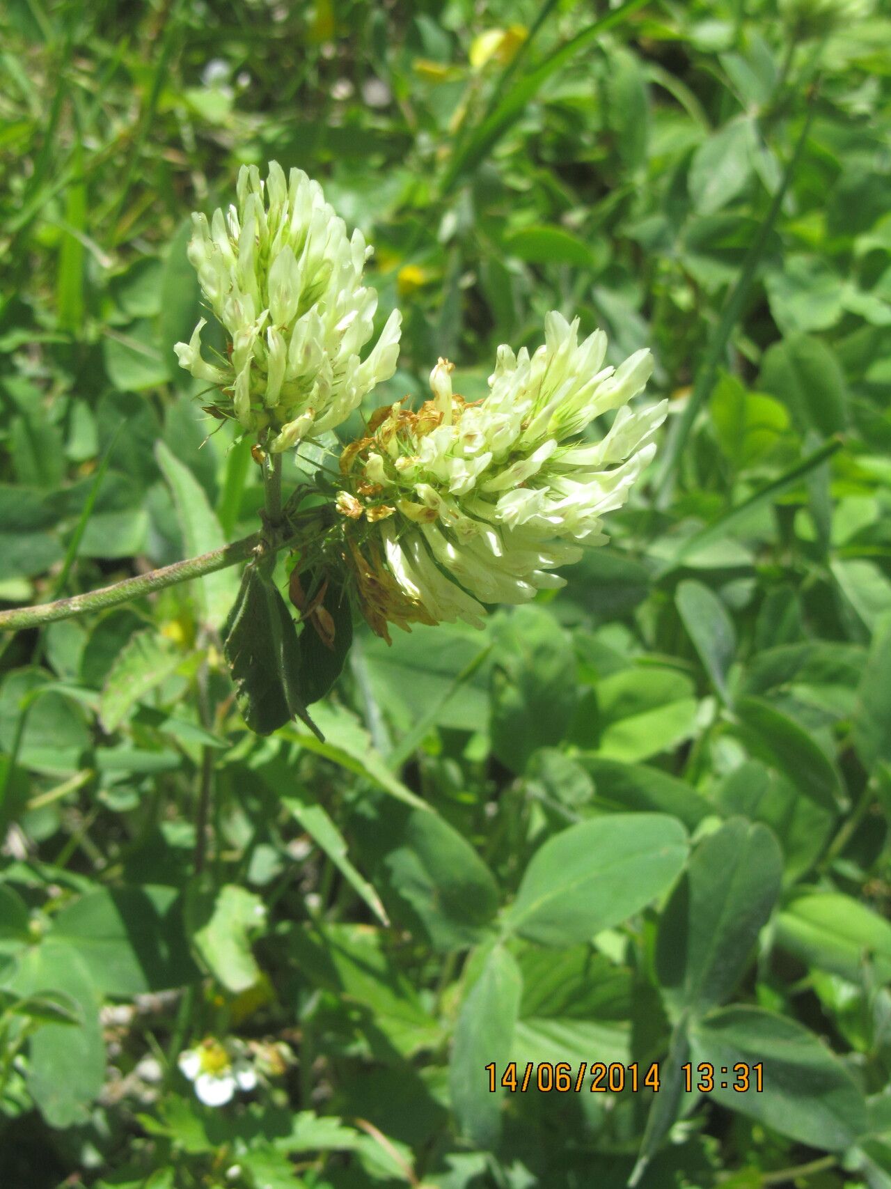 Trifolium canescens — search result for 'Trifolium'