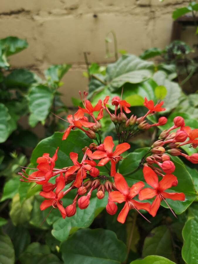 Clerodendrum splendens flower